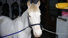 Pony cinsi "albino" at binicilik kulübünün maskotu oldu